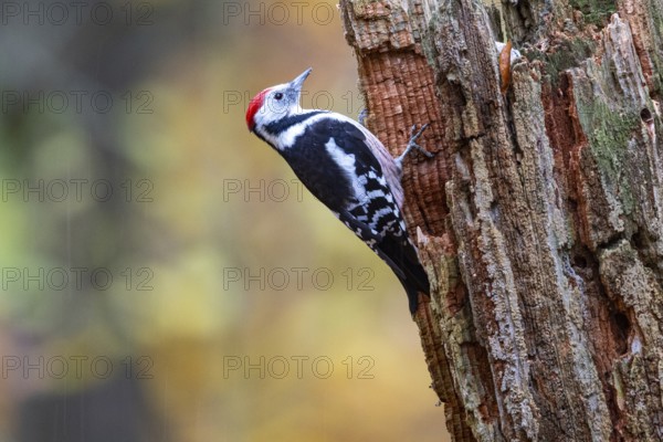 Middle woodpecker (Dendrocopus medius) Germany