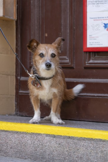 Dog, Foxi mixed breed on a leash, Hanseatic City of Lübeck, Schleswig-Holstein, Germany