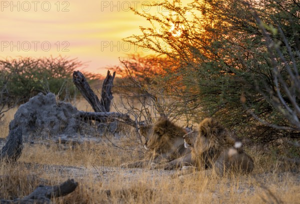 Sunset, two maned lions, siblings lying in the grass, lion (Panthera Leo), savuti, Chobe National Park, Botswana