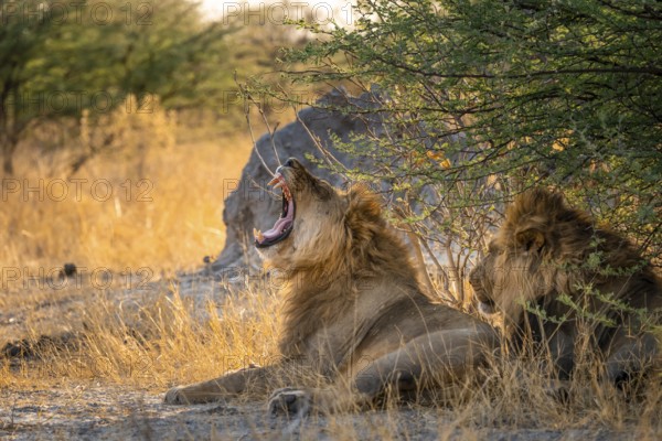 Two maned lions, lion yawns, siblings lying in grass, lion (Panthera Leo), savuti, Chobe National Park National Park, Botswana