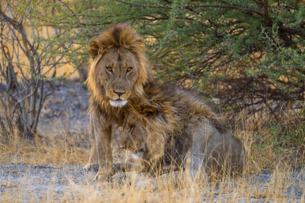 Two maned lions, siblings cuddle, lion (Panthera Leo), savuti, Chobe National Park National Park, Botswana