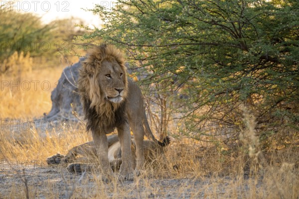 Two maned lions, siblings lying in the grass, lion (Panthera Leo), savuti, Chobe National Park National Park, Botswana