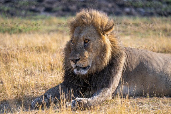 Maned lion (Panthera Leo) lying in grass, savanna, Savuti, Chobe National Park National Park, Botswana