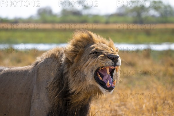 Maned lion, lion (Panthera Leo) hisses, savuti, Chobe National Park National Park, Botswana