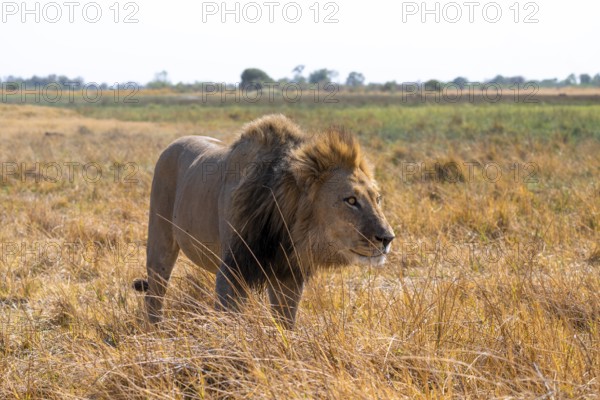 Maned lion (Panthera Leo) lurking in grass, savanna, Savuti, Chobe National Park, Botswana