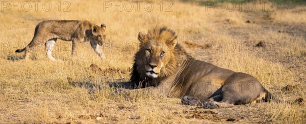 Maned lion and young animals, lion (Panthera Leo) lying in grass, savuti, Chobe National Park National Park, Botswana