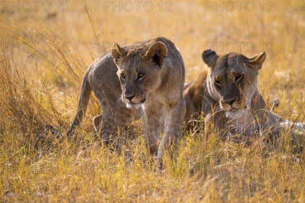 Young animals, lion (Panthera Leo) lying in grass, savuti, Chobe National Park National Park, Botswana