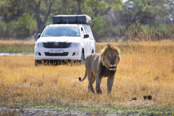 Safari car and maned lion, lion (Panthera Leo) lying in grass, savuti, Chobe National Park National Park, Botswana