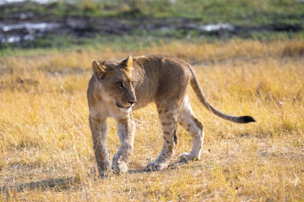 Cub, lion (Panthera Leo) in grass, savuti, Chobe National Park, Botswana