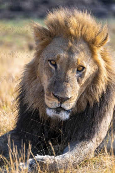 Animal portrait, maned lion (Panthera Leo) lying in grass, savanna, Savuti, Chobe National Park National Park, Botswana