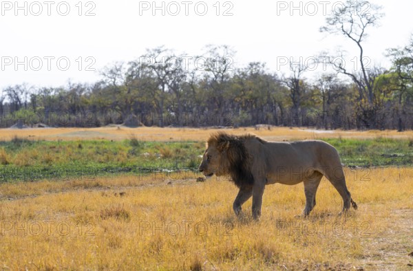 Maned lion (Panthera Leo) walking in grass, savanna, Savuti, Chobe National Park National Park, Botswana