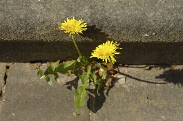 Common dandelion, dandelion (Taraxacum officinale) grows between stone slabs