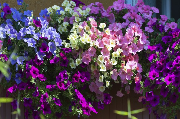 Garden petunia, hanging petunia (Petunia atkinsiana)