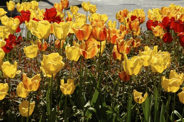Garden tulips (Tulipa gesneriana), tulip bed