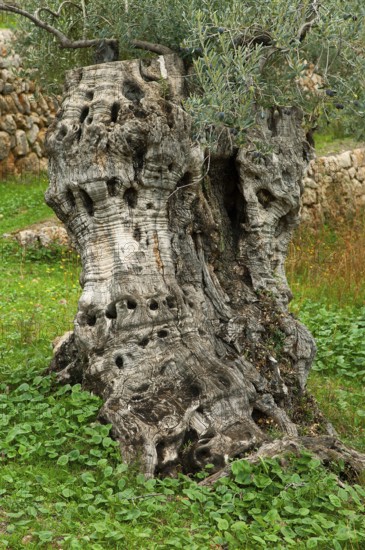 Olive tree (Olea europaea)