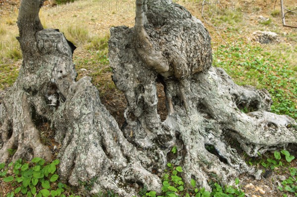Olive tree (Olea europaea)