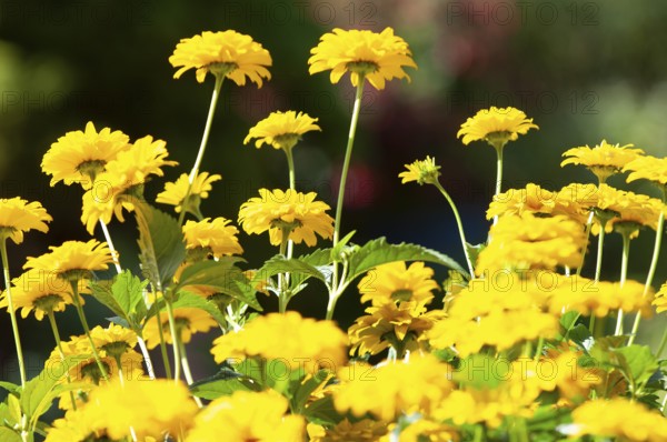 Sun eye (Heliopsis helianthoides)