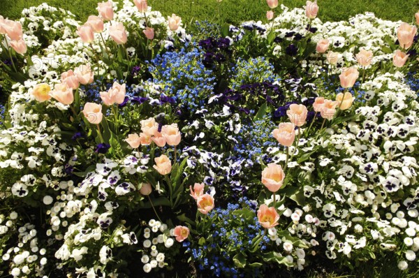 Garden tulips (Tulipa gesneriana), tulip bed, pansies in between, garden pansies (Viola wittrockiana)