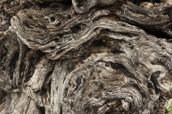 Olive tree (Olea europaea), detailed view of the bark