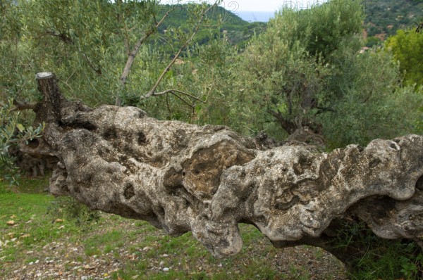 Fallen olive tree (Olea europaea)
