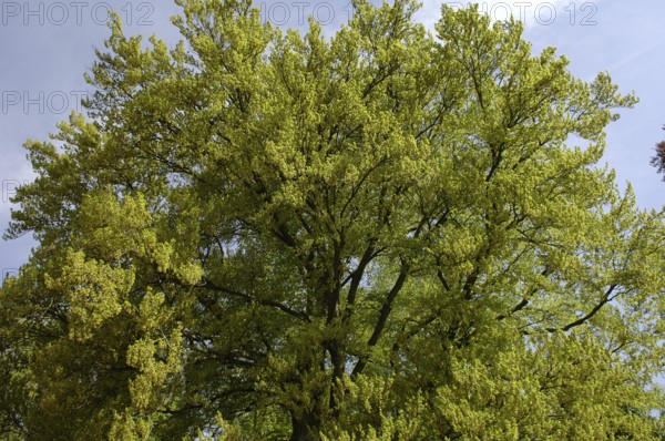 Treetop of a beech tree, common beech (Fagus sylvatica)