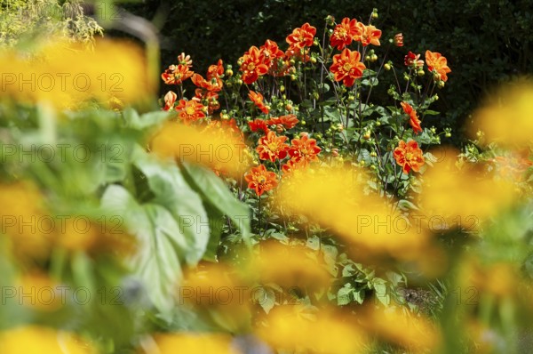 Dahlia (Dahlia pinnata)