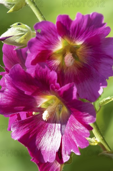 Common hollyhock, hollyhock, hollyhock, garden hollyhock, farmer's rose (Alcea rosea), flowers