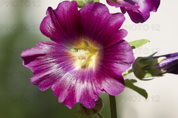 Common hollyhock, hollyhock, hollyhock, garden hollyhock, farmer's rose (Alcea rosea), flower