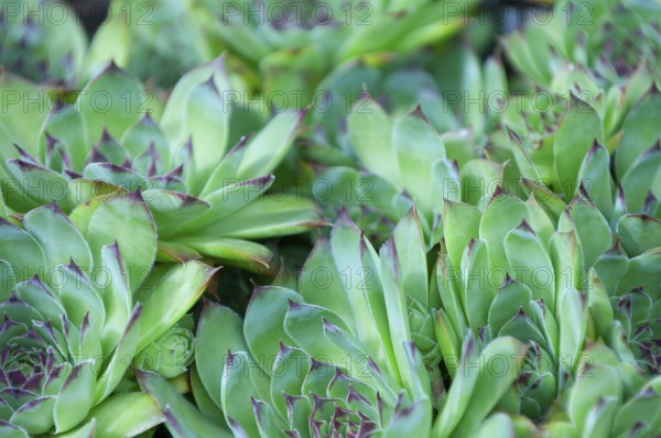 Badger houseleek, common houseleek, thunderwort, alpine houseleek, thunderwort, weatherwort (Sempervivum tectorum)