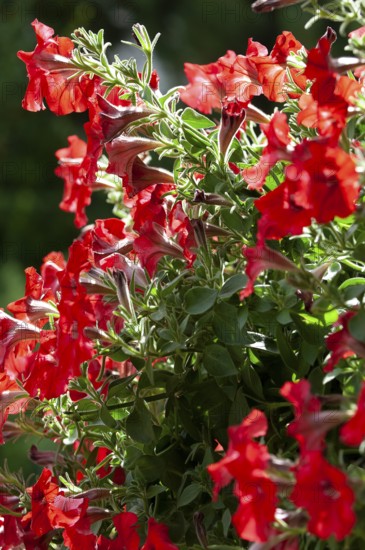 Hanging petunia, garden petunia (Petunia atkinsiana)