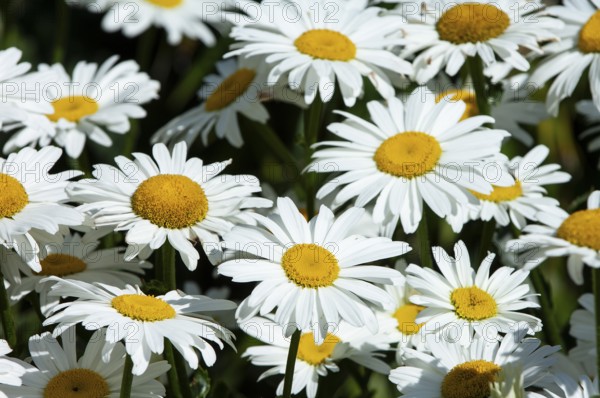 Garden daisy, Pyrenean daisy tite (Leucanthemum maximum)