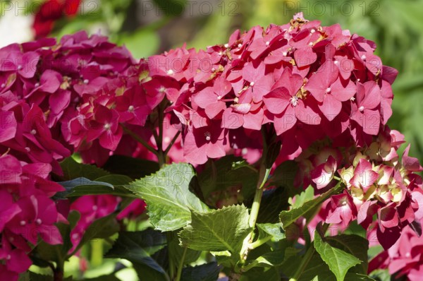 Garden hydrangea (Hydrangea macrophylla)