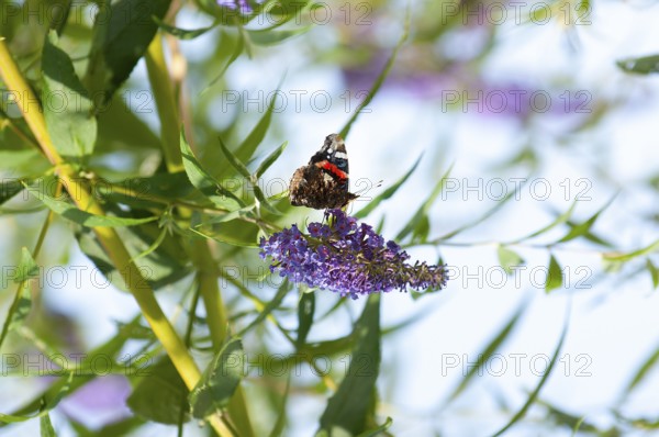 Admiral (Vanessa Atalanta) sitting on butterfly lilacs (Buddleja davidii)