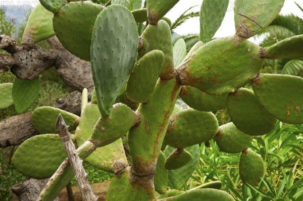 Common prickly pear cactus (Opuntia ficus-indica)