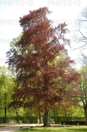 Beech, common beech, European beech (Fagus sylvatica)