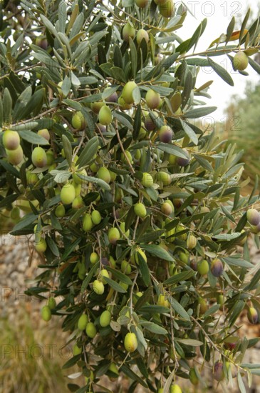 Olive tree (Olea europaea), ripe olives