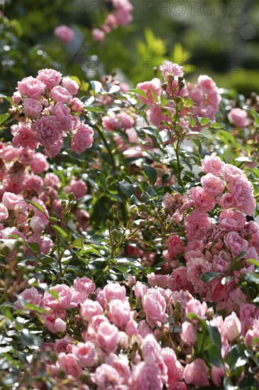 Vinegar rose, gallica rose (Rosa gallica)
