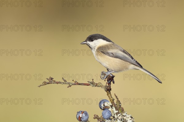 Swamp tit, (Parus palustris), sitting on a branch in a blackthorn bush, (Prunus spinosa), sloes, with ripe fruit, autumn, wildlife, animals, tit family, songbird, birds, Wilnsdorf, North Rhine-Westphalia, Germany