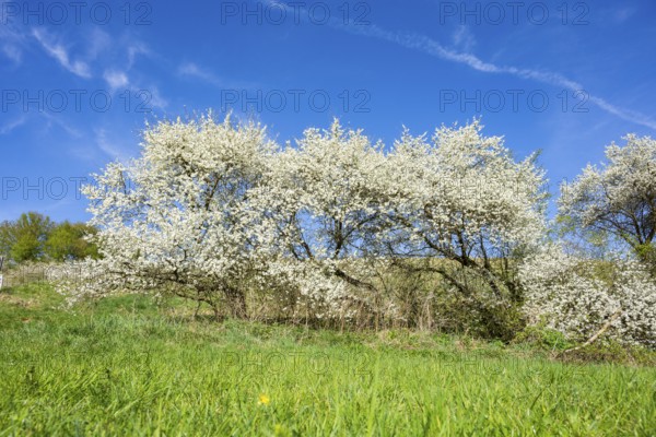 Blackthorn (Prunus spinosa) bushes flowering on a meadow in spring on a sunny day, Bavaria, Germany, Europe, Helena, Neumarkt in der Oberpfalz, Bayern, Deutschland