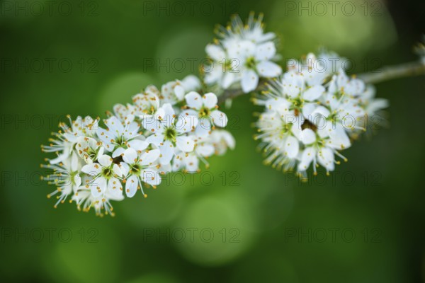 Blackthorn (Prunus spinosa) Blossoms flowering in spring, Bavaria, Germany, Europe, Helena, Neumarkt in der Oberpfalz, Bayern, Deutschland