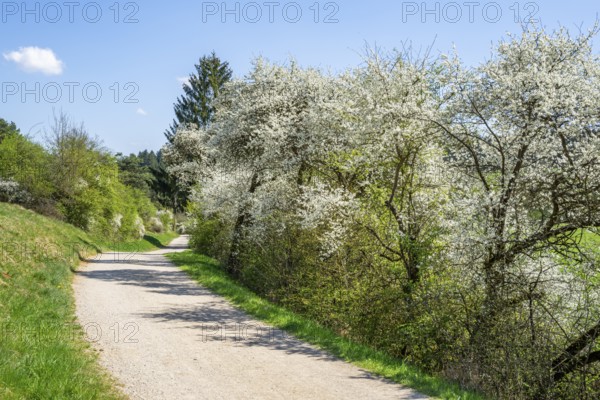 Blackthorn (Prunus spinosa) bushes flowering beside a little road in spring on a sunny day, Bavaria, Germany, Europe, Helena, Neumarkt in der Oberpfalz, Bayern, Deutschland