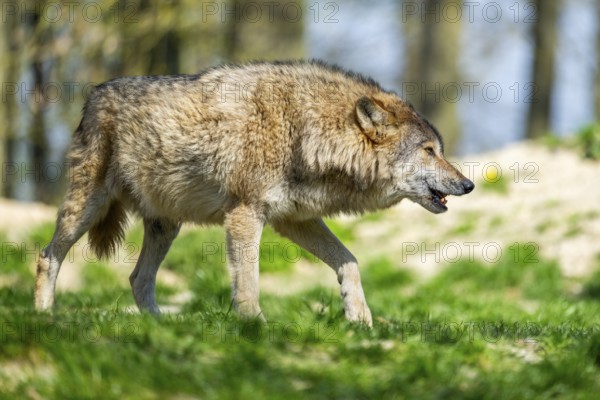 Eastern wolf (Canis lupus lycaon) walking on a meadow, Bavaria, Germany