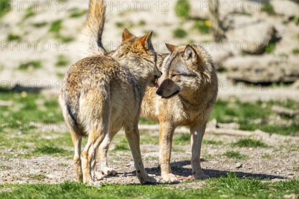 Eastern wolves (Canis lupus lycaon) arguing with each other, Bavaria, Germany