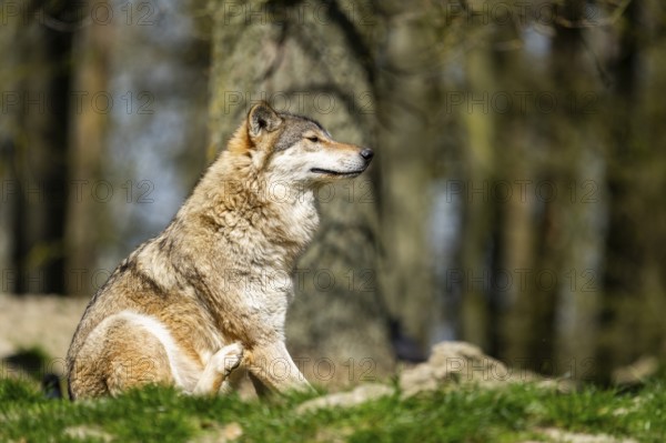 Eastern wolf (Canis lupus lycaon) sitting on a meadow, Bavaria, Germany