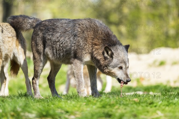 Eastern wolf (Canis lupus lycaon) standing on a meadow, Bavaria, Germany