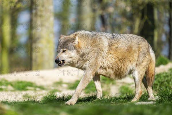 Eastern wolf (Canis lupus lycaon) walking on a meadow, Bavaria, Germany