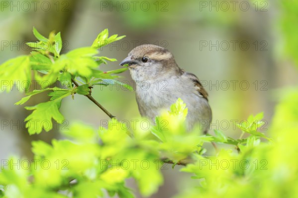 House sparrow (Passer domesticus) sitting on a little branch, Bavaria, Germany