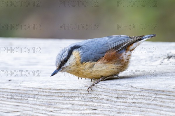 Eurasian nuthatch (Sitta europaea) sitting on a wood, Bavaria, Gernany
