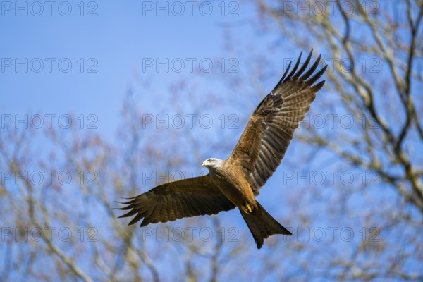 Red kite (Milvus milvus) flying in the sky, Bavaria, Germany