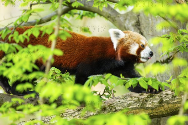 Red panda (Ailurus fulgens) walking on a tree, Germany